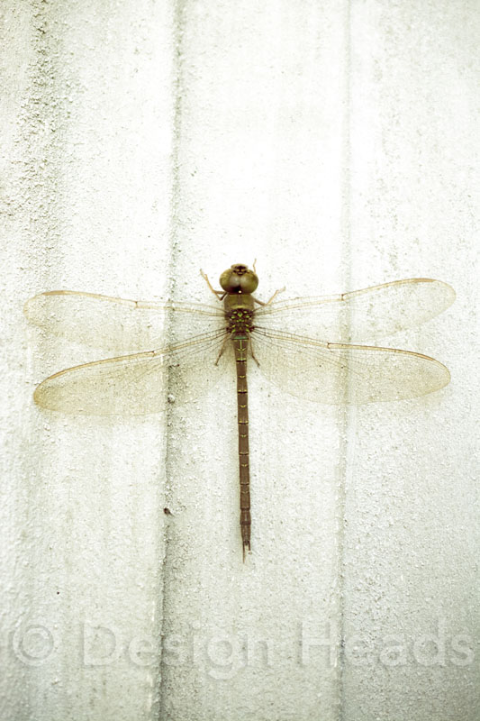 Dragon Fly Vertical