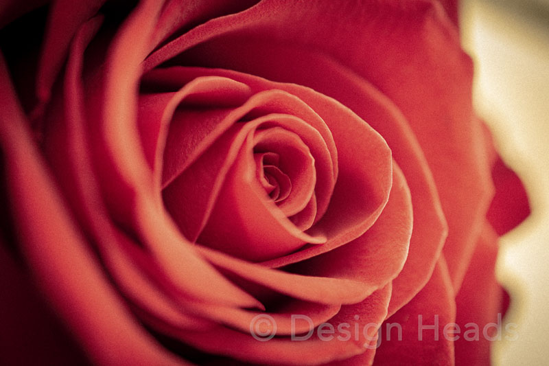 Design Heads - Copyright 2015-2020 Tricia Tie-Shue - Rose - 800px